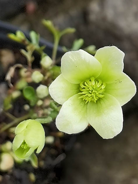 Clematis